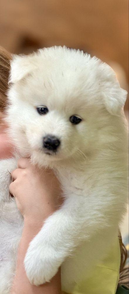 Szczeniak pies samoyed