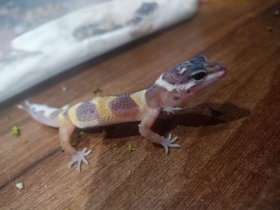 Gekon NIEOrzęsiony Lamparci