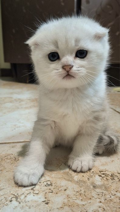 Серебристая шиншилла