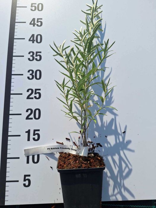 Rokitnik / Hippophae rham sadzonka doniczka P9