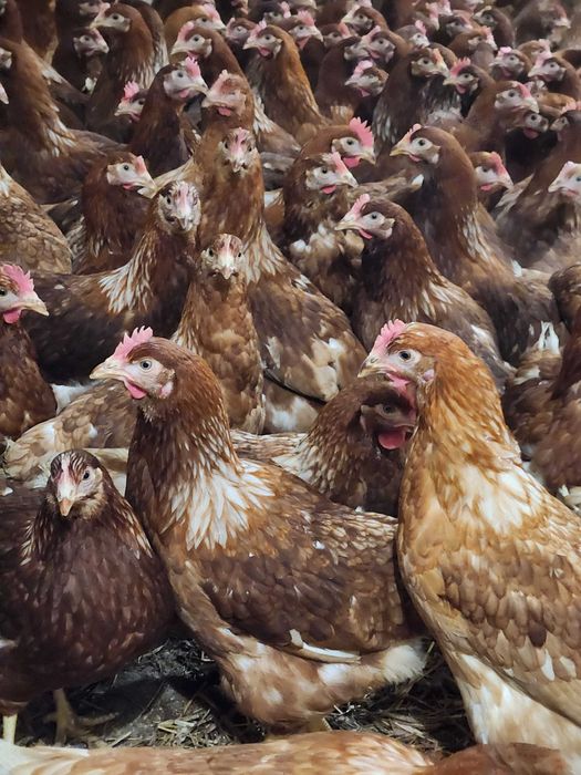 Kury NIOSKI z wolnego wybiegu ! Rossa Messa Leghorn ! Zapraszam !