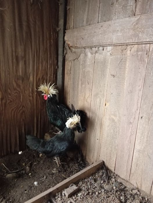 Białoczuby lęgowe para