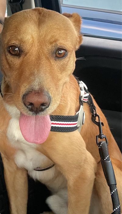 URGENTE: Apollo procura família