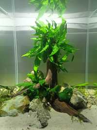 Mikrozorium roślina do akwarium