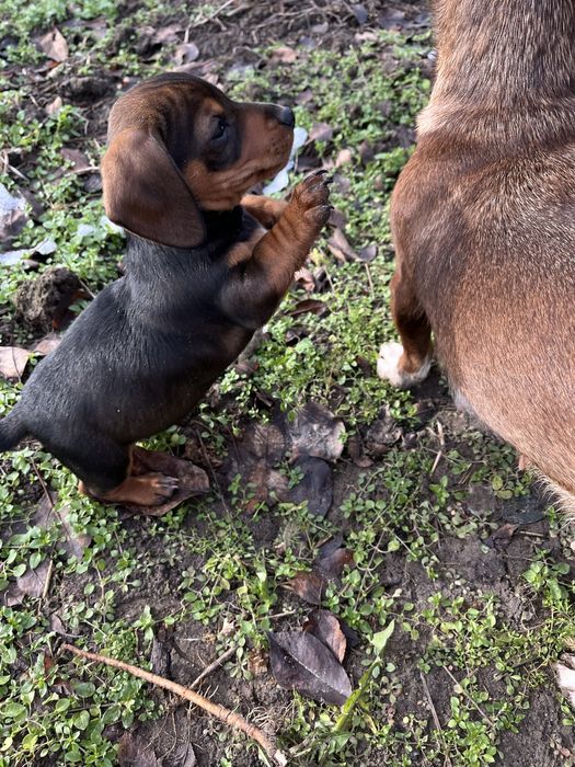 Такса , цуценя, чудовий хлопчик