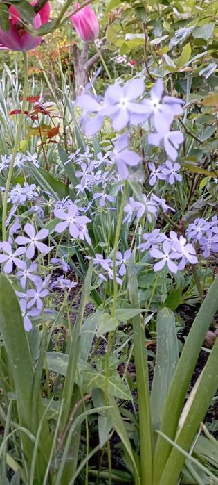 Гейхеры, анемона, хосты, астильба