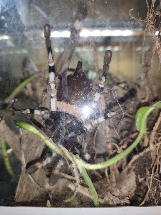 Samica regalisa 7dc wraz z terrarium