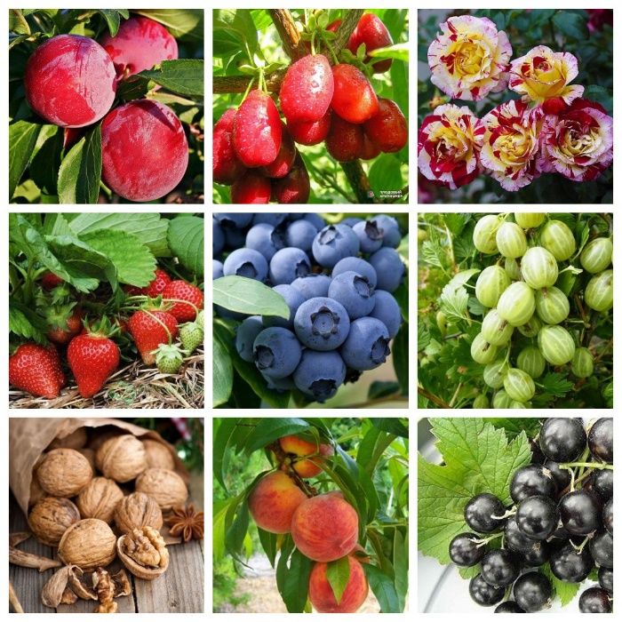 Саженцы сливы и алычи: эксклюзивные сорта и огромный выбор для сада!