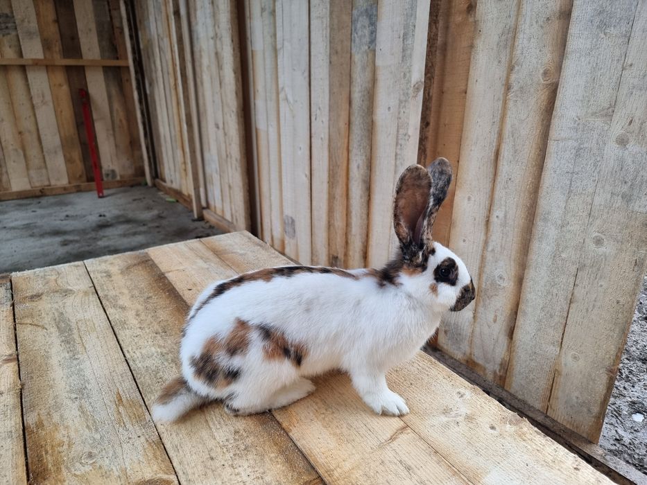 Німецький строкач