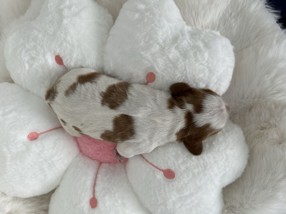 Cavalier King Charles Spaniel Sunia