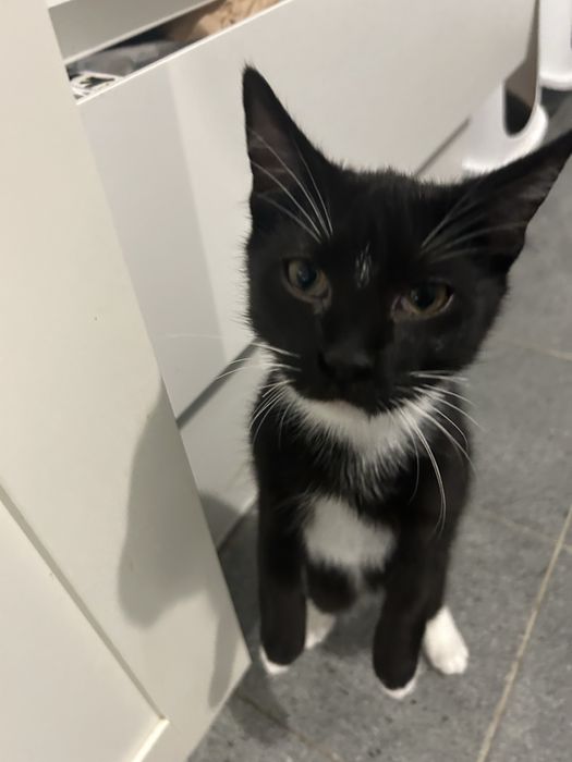 Kocurek Cyryl szuka domku