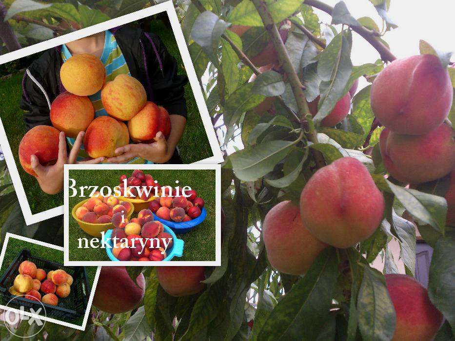 Pszczoła Murarka ogrodowa, kokony