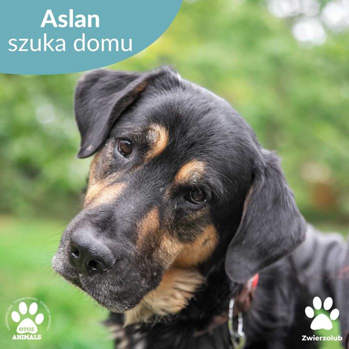 Piękny, miły Aslan poleca się do adopcji!