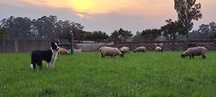 Ovelhas Suffolk disponiveis