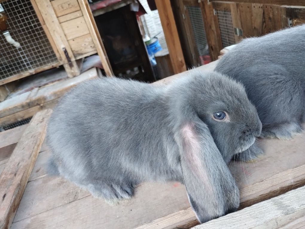 Кролі Французький баран