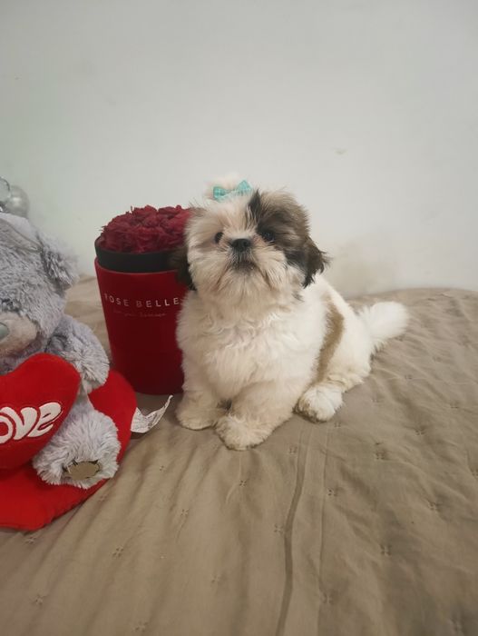 *Cudny*GIZMO*Shihtzu z Brit Life*PL Rodowód Chip