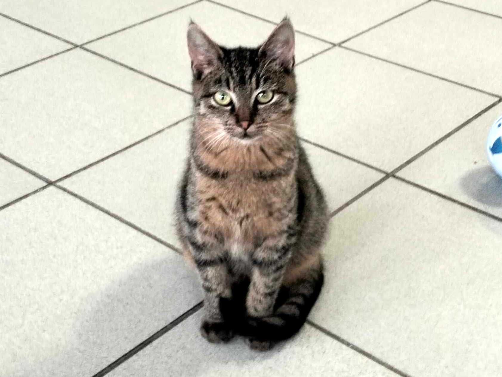 Grafit kot do spokojnego i cierpliwego domu do adopcji ze schroniska