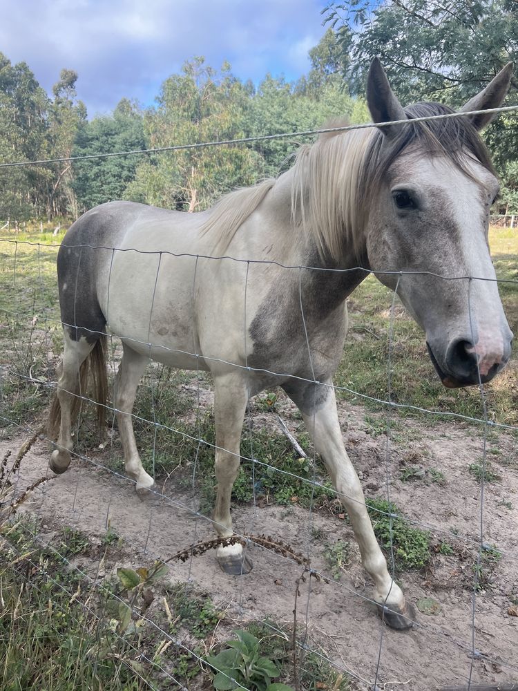 Cavalo tobiano inteiro com 3 anos