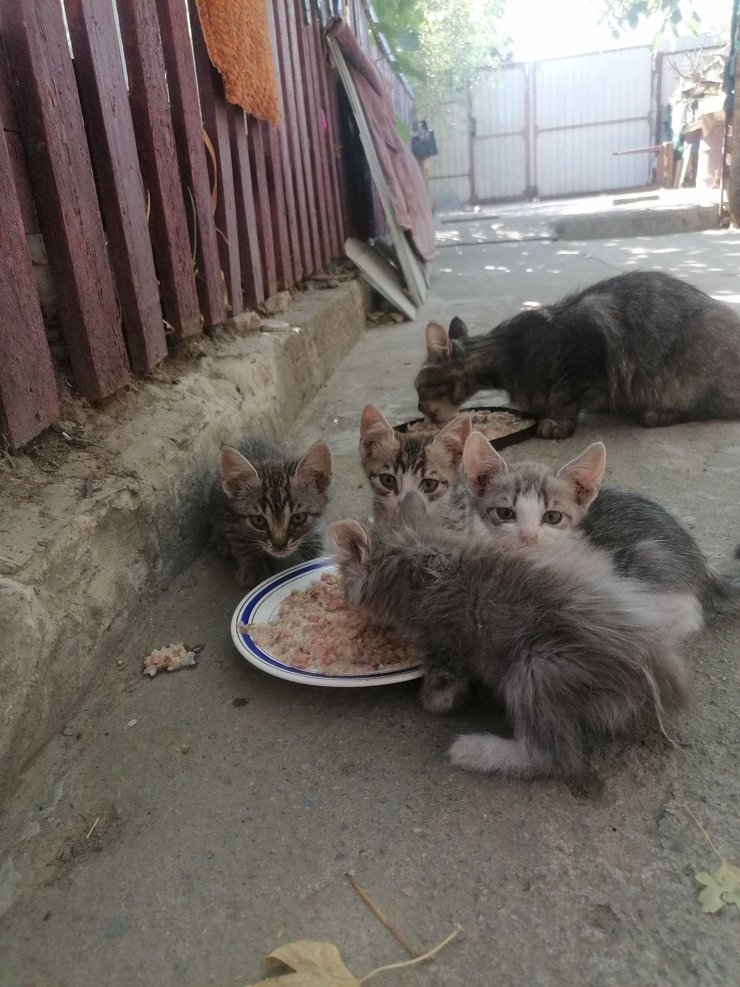 Котята бесплатно мышеловка даром