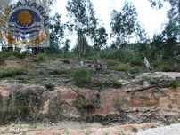 Terreno de pinhal e eucaliptos
