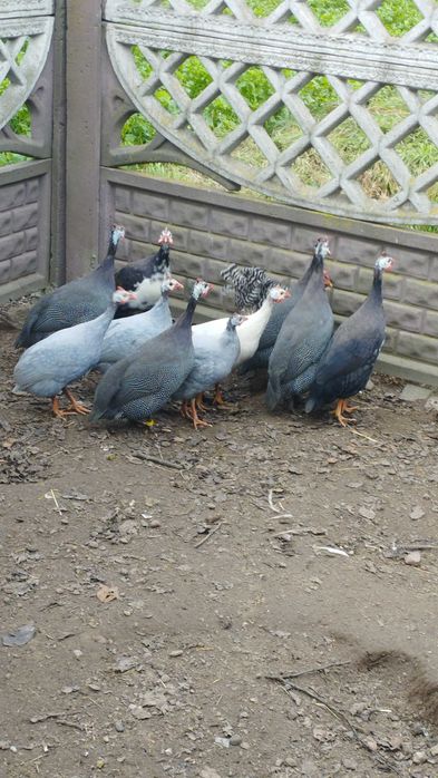 Młode perliki zmienią dom