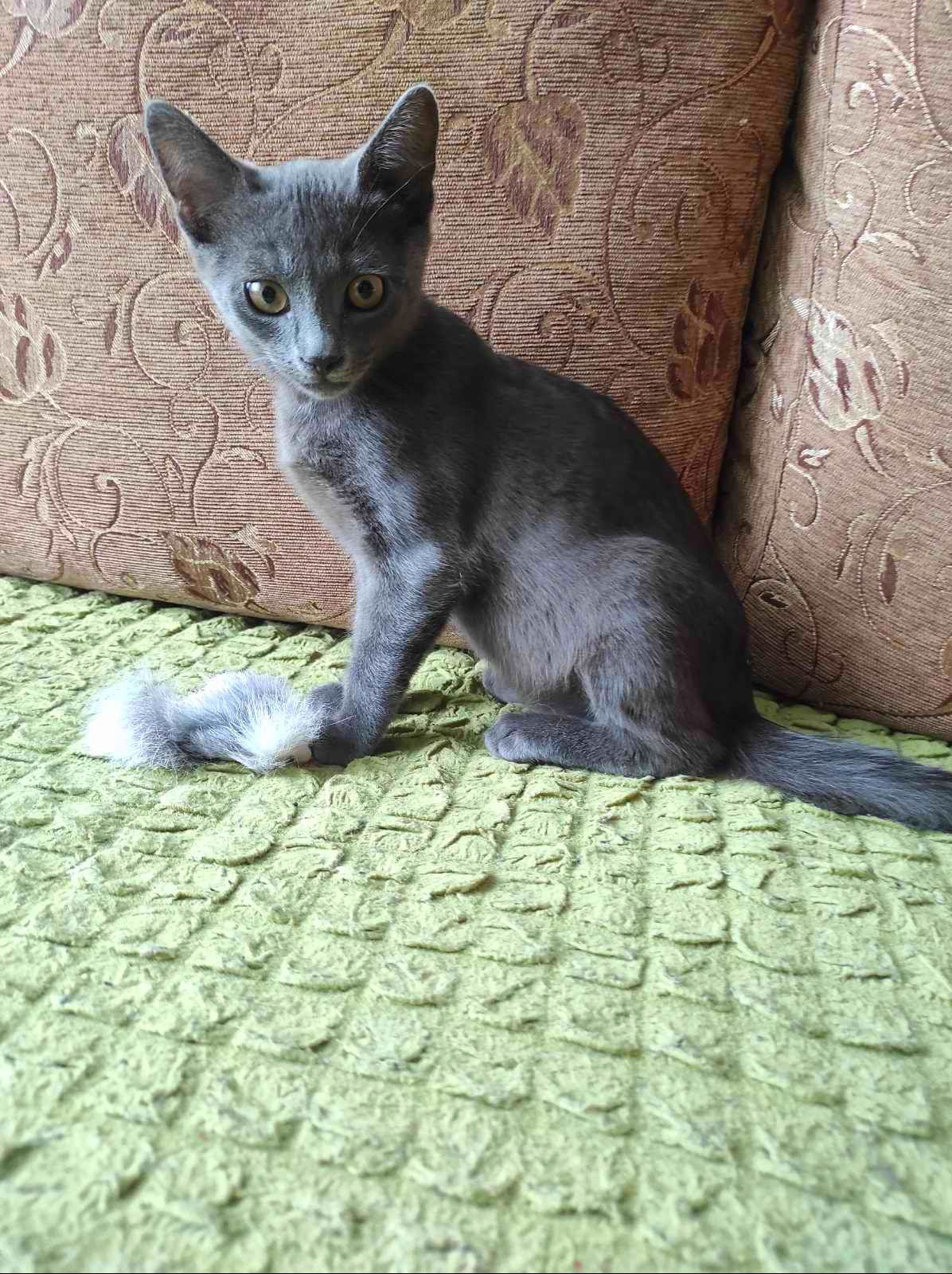 Маленький пепельный котенок мальчик ищет дом! Котята! Отдам в хорошие