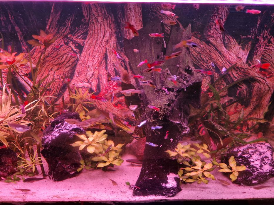 Sprzedam Głupiki Endlera