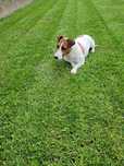 Jack Russel Terrier