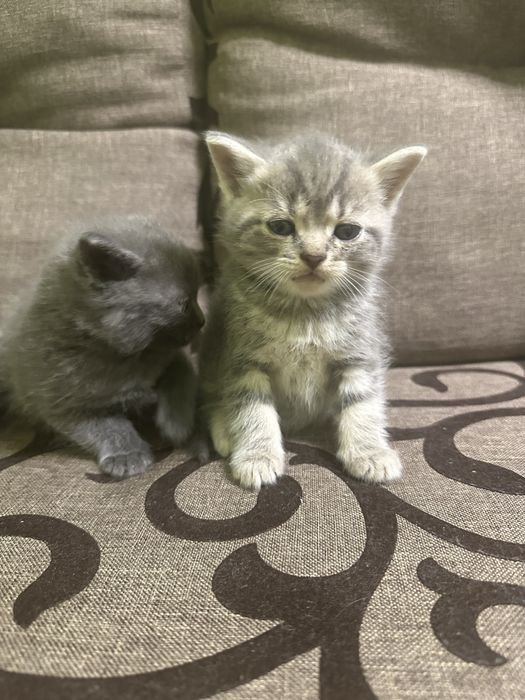 Котики! Сірі кошенята