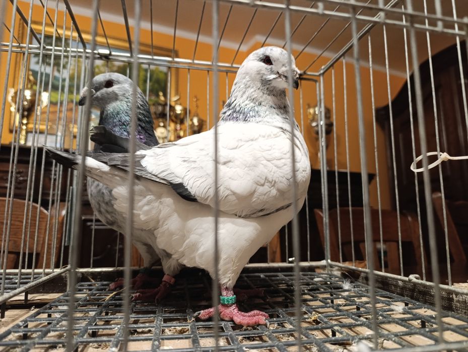 Giant Homery, wysyłam, gołębie ozdobne