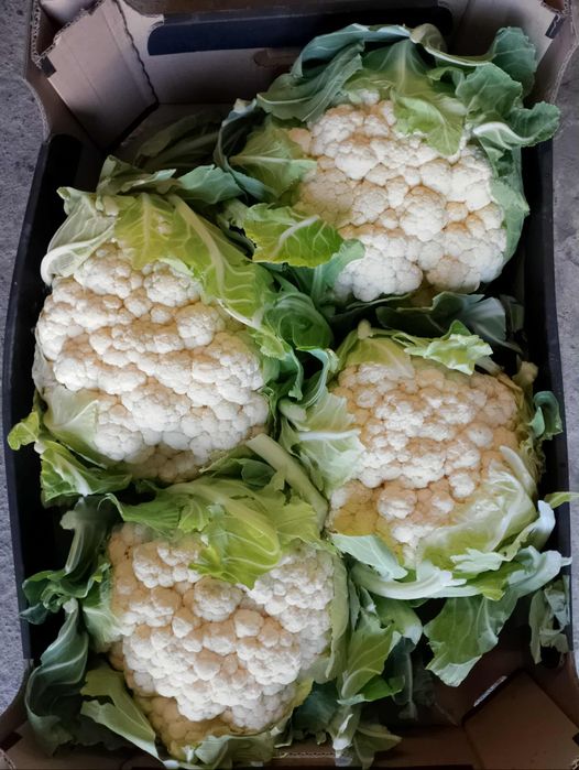 Warzywa z własnej plantacji