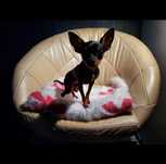 Praski Ratler / Prazsky Krysarik / Ratlerek (nie chihuahua) Ratler