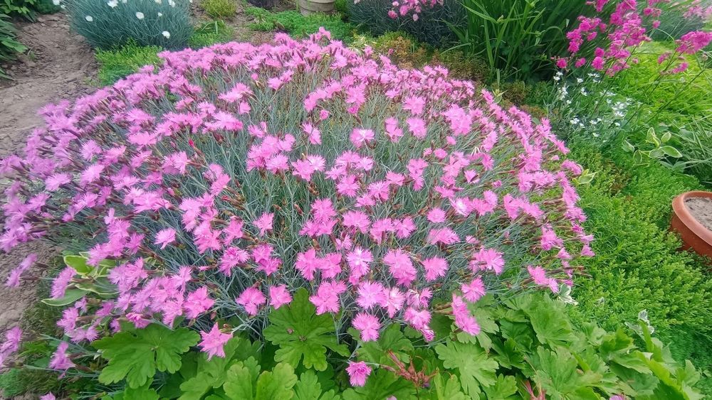 Шиловидний флокс , гвоздика
