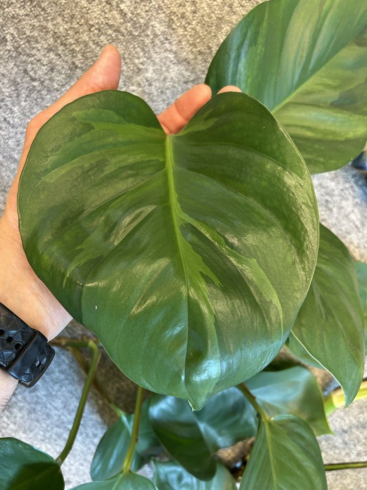 Epipremnum big form variegata monstera gog green on green marble queen