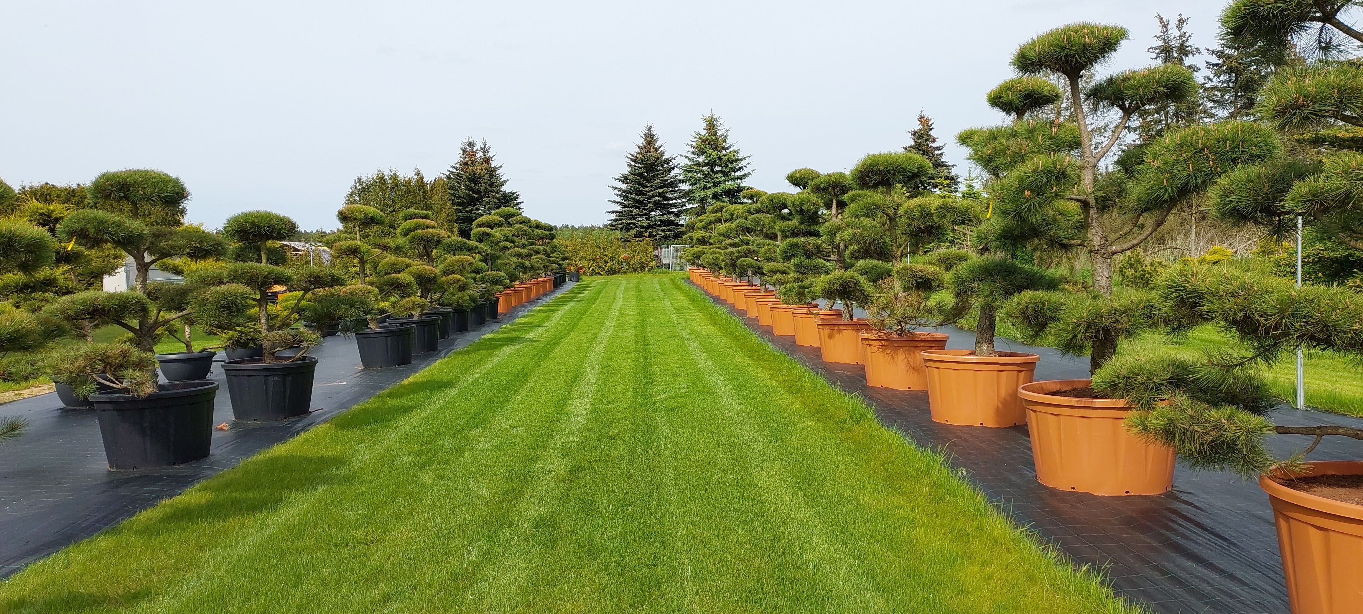 bonsai sosna bonsai wys. 200-300cm producent ok, duży wybór