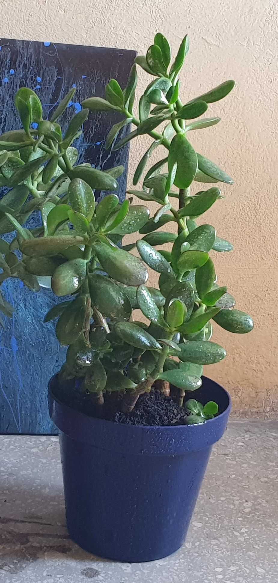 Kwiaty domowe. Drzewko szczęścia- grubosz jajowaty- Feng Shui