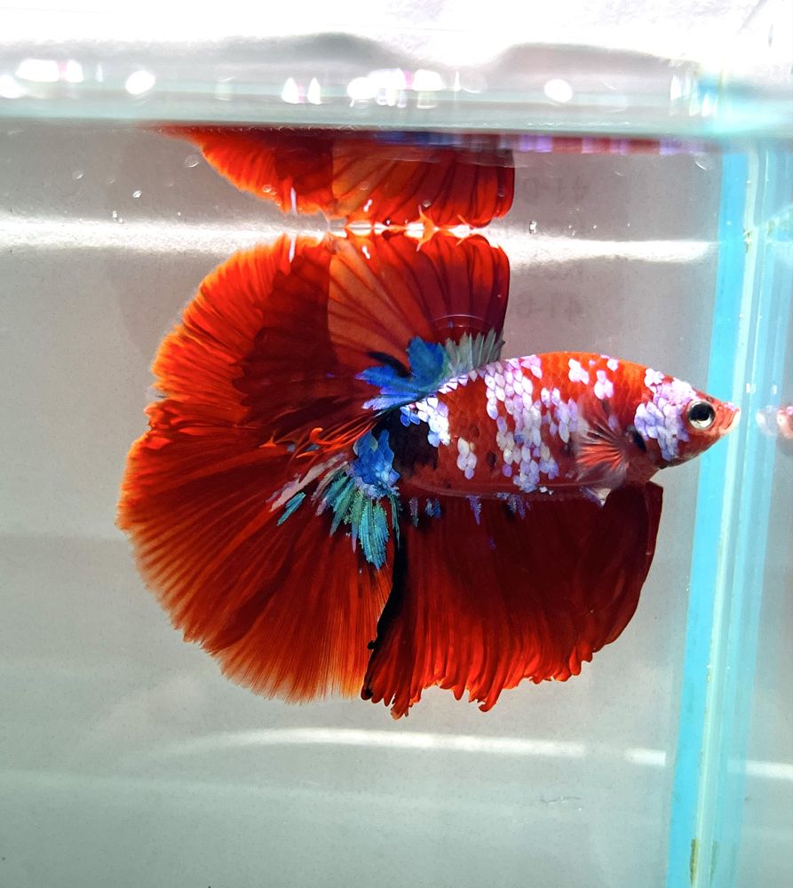 Bojownik Betta Koi Aqulalife
