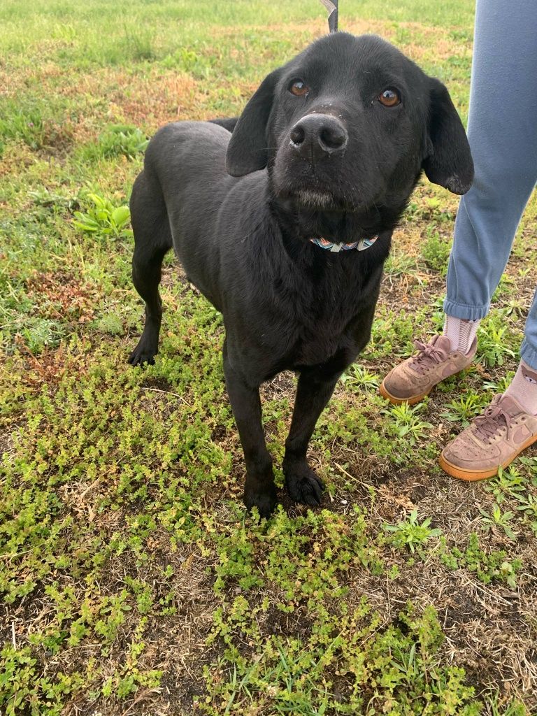 Emil pies w typie labradora do adopcji
