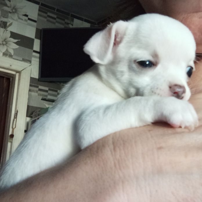 Щенки Чихуахуа - найкращий подарунок.