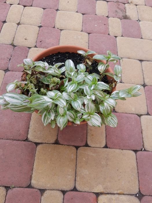 Традесканція чудова