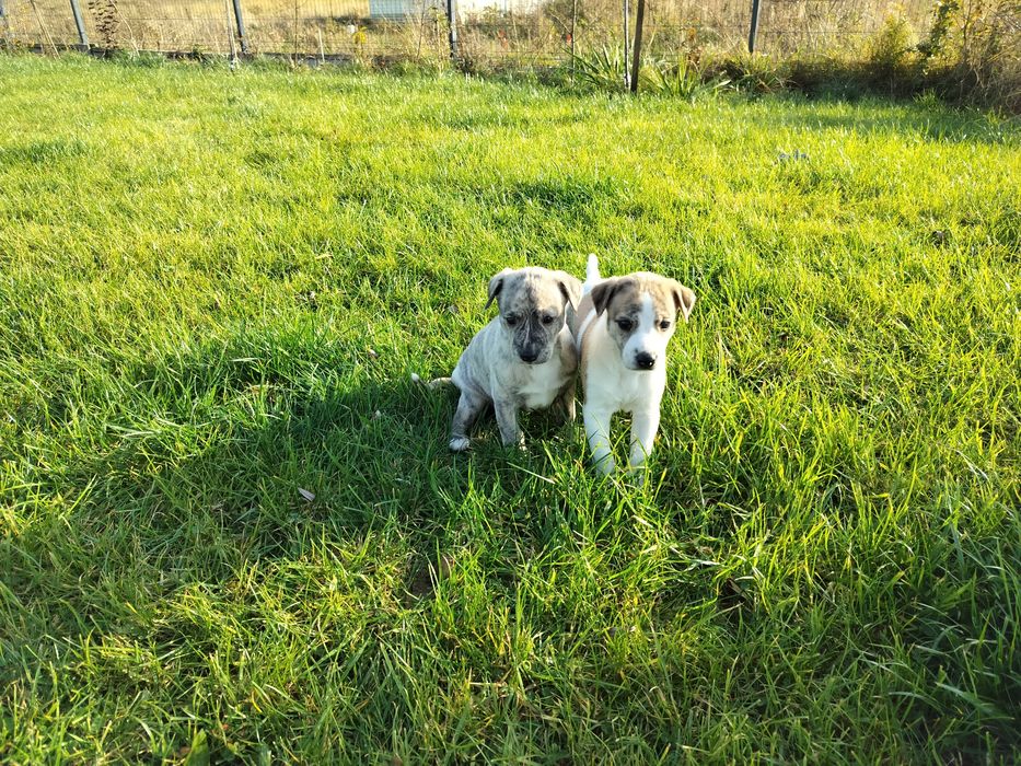 Whippet samiec ZKwP FCI