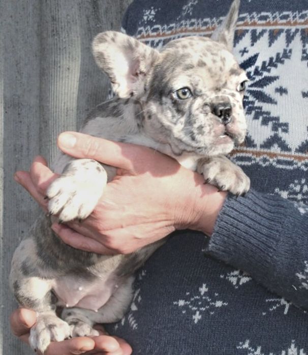 Розкішні генні французики