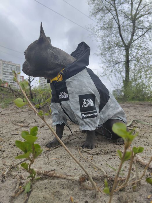 Отдам собаку в добрые руки
