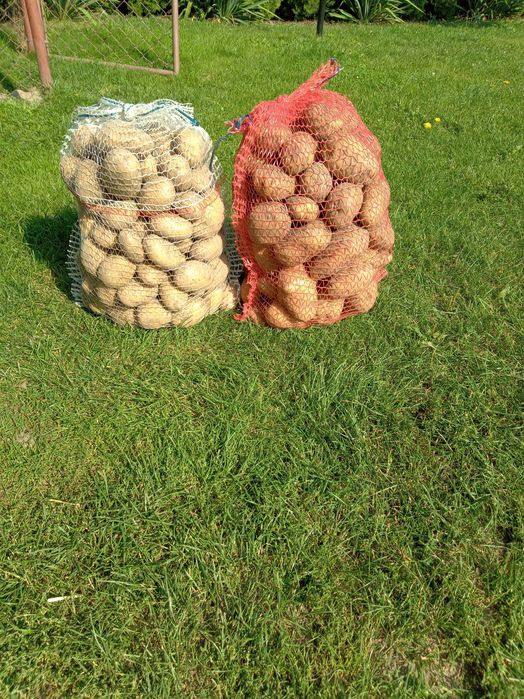 Ziemniaki Irga Michalina z własnego gospodarstwa