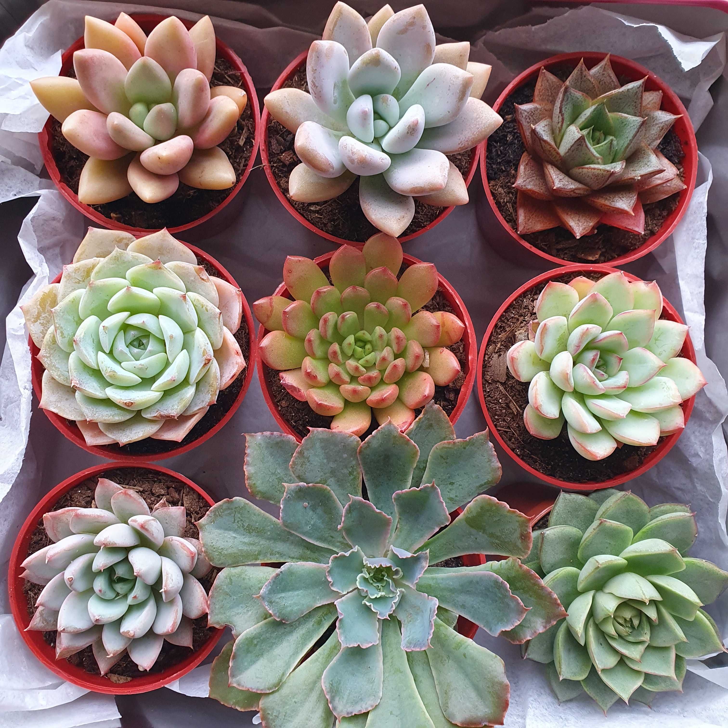 Caixa com suculentas echeverias, conjunto 9 peças