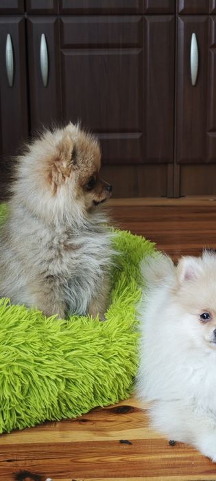 Szpic miniaturowy, pomeranian, suczki