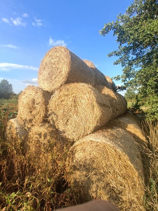 Słoma bele tegoroczna