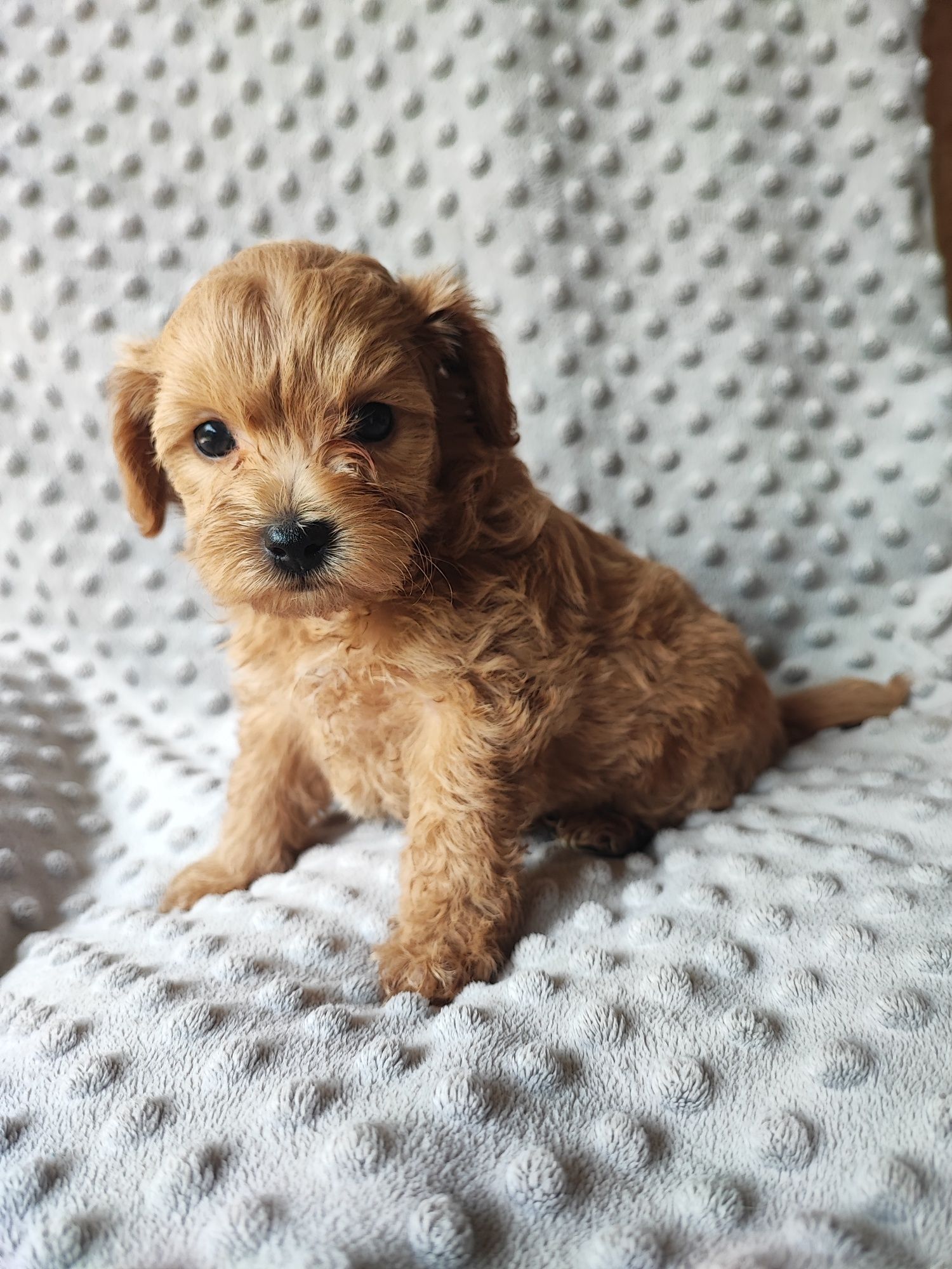 Maltipoo chłopiec F1