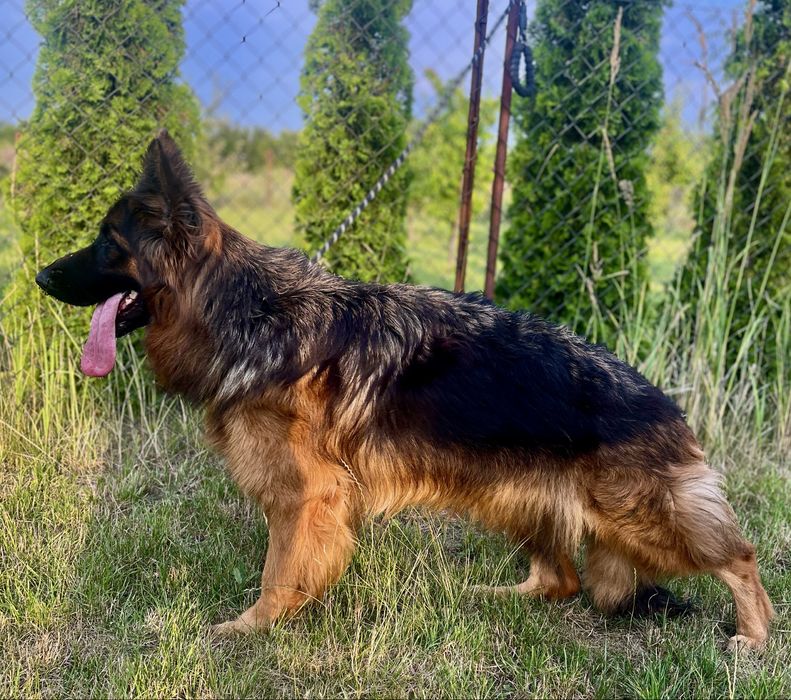 Owczarek Niemiecki Długowłosy