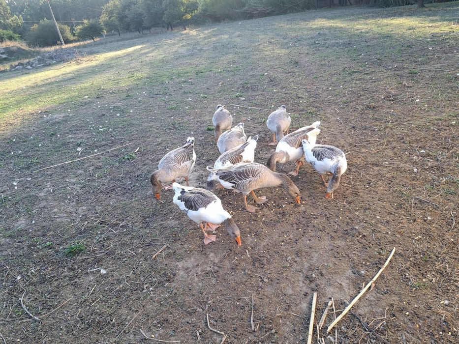 Vendo gansos do campo